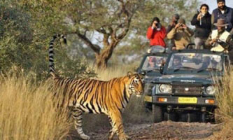 Wildlife Tour Packages in Jaipur